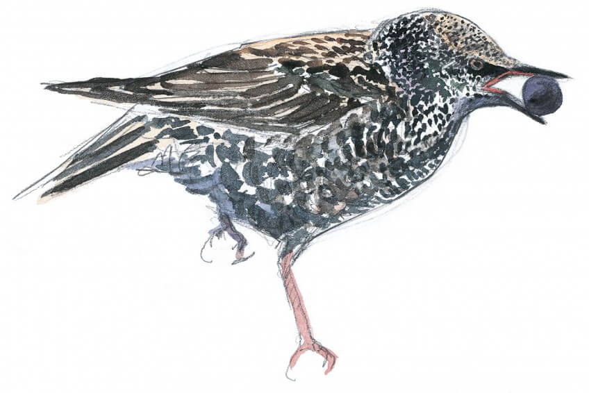 Les étourneaux viennent se servir de raisins dans les vignes, provoquant le courroux de certains propriétaires. Dessin étourneau