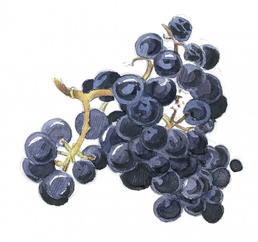 Les étourneaux viennent se servir de raisins dans les vignes, provoquant le courroux de certains propriétaires. Dessin grappe de raisin