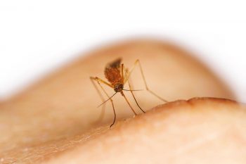 Les femelles de Culex pipiens, comme celles de la plupart des autres espèces, sont hématophages. Elles se nourrissent du sang d’autres animaux pour développer leurs œufs.