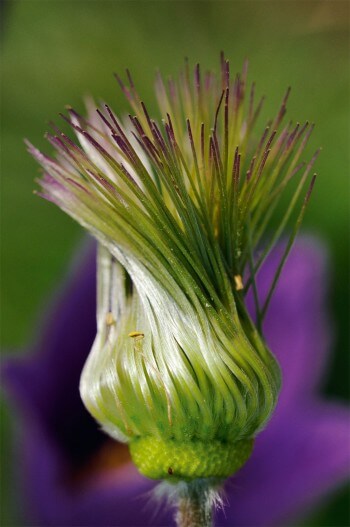 Les fruits de la pulsatille se torsadent à la fin du printemps. / © Samuel Delon