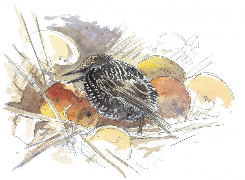 Les fruits mûrs tombés au sol sont bien appréciés des étourneaux.