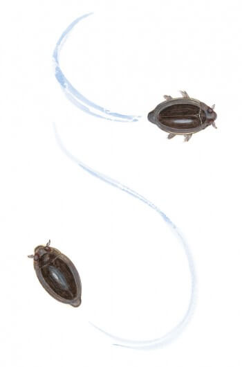 Les gyrins vivent à cheval sur le film superficiel. Mais si un prédateur les inquiète, ils sont capables de plonger en emportant avec eux une petite bulle d'air. gyrin dessin nature