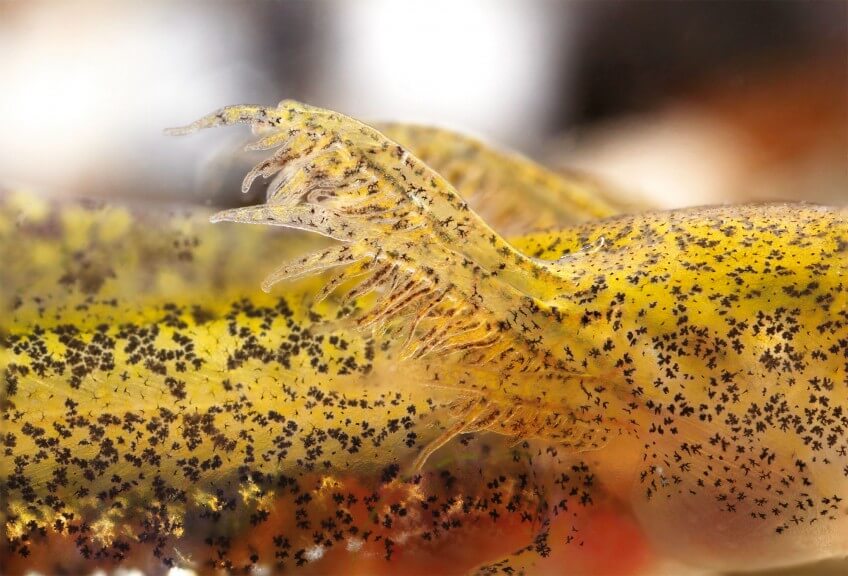 Larve de triton photo