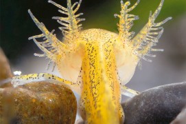 Larve de triton / © Gilbert Hayoz