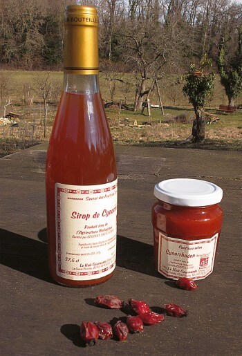 Préparation du sirop de cynorrhodon en photos