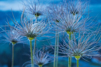 Les pulsatilles en fruits, toutes ébouriffées. / © Samuel Delon