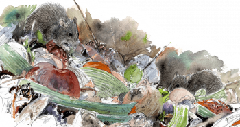 Les rats se font un festin dans le compost.