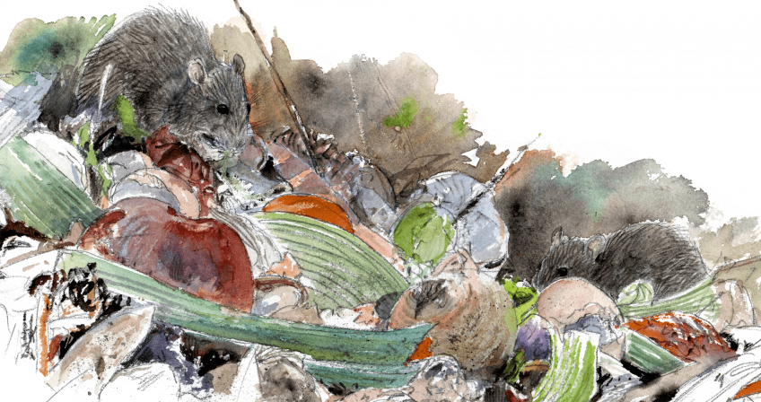 3 conseils pour observer les rats