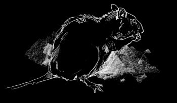 Les rats sont très prolifiques pour pallier à une mortalité importante. La jeune fille et les rats surmulots