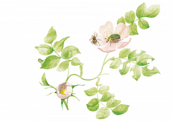 Les rosiers sauvages font le bonheur de nombreusex petits êtres. Les rosiers sauvages font le bonheur de nombreusex petits êtres.