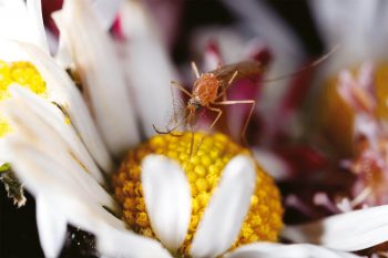 Les soies dressées sur les antennes du moustique mâle lui permettent de déceler les battements d’ailes des femelles. Lui n’utilise sa trompe que pour se nourrir de pollen. Les soies dressées sur les antennes du moustique mâle lui permettent de déceler les battements d’ailes des femelles. Lui n’utilise sa trompe que pour se nourrir de pollen.