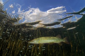 Les vairons se regroupent en banc dense puis se dispersent en tous sens pour désorienter le brochet. / © Michel Lonfat