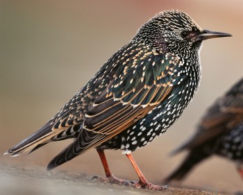 Photo étourneau sansonnet