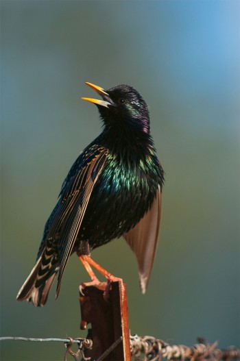 L'étourneau est capable d'imiter à la perfection le chant ou le cri de plus de 70 oiseaux. Un piège à ornithologues débutants...