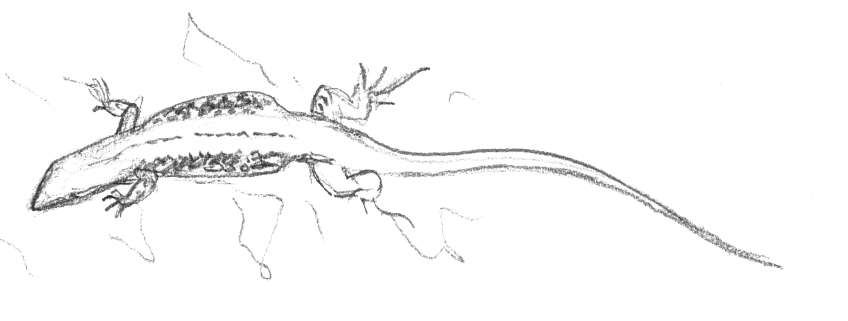 « Lézard côtes écartées, pour capter plus de soleil. » Dessin nature lézard