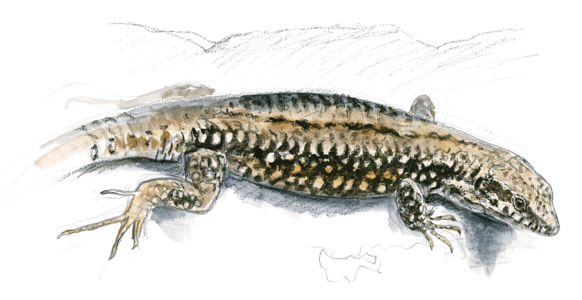 « Lézard des murailles mâle à parure assez sombre, au bord de sa fissure. » Dessin nature lézard