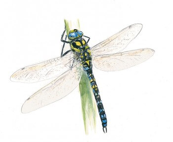 Libellule La mare de A à Z