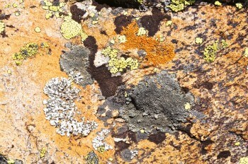 Lichens variés / © Karine Poitrineau