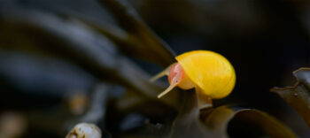 Littorine obtuse Littorine obtuse