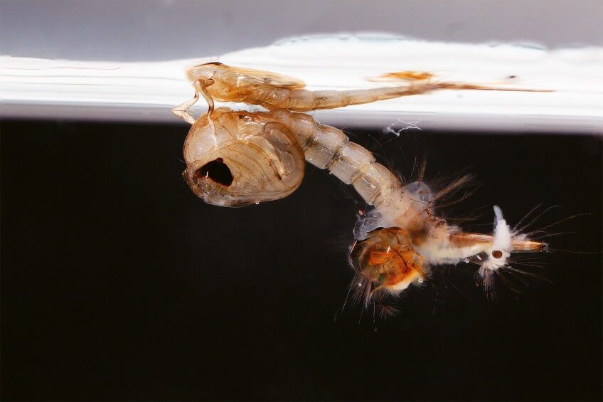 Lors de la 4e mue, la larve se transforme en nymphe. Photo de larve de moustique se transformant en nymphe