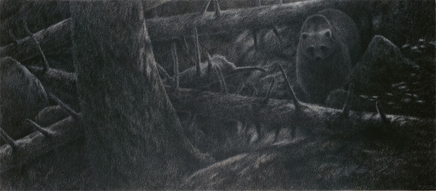 L'ours Dessin nature ours