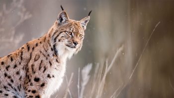 Lynx boréal mâle