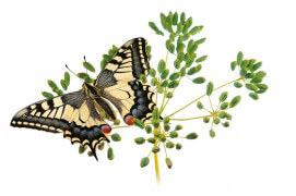 Machaon (Papilio machaon - « Ce sont mes petites voisines qui m'ont apporté la magnifique chenille de ce machaon. Elles l'avaient trouvée sur des fanes de carottes, au potager, alors que je la cherchais partout ailleurs. Aujourd'hui, tout le village m'apporte chenilles, papillons ou d'autres insectes. / © Stéphane Hette