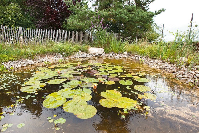 Mare décorée de nénuphars La mare de A à Z