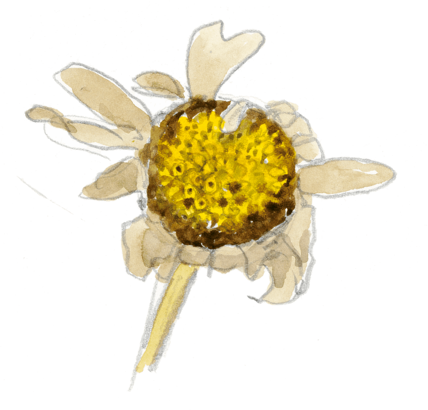 Marguerite bientôt en graines Les insectes et la marguerite dessin nature