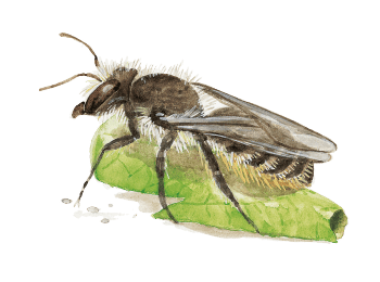 Mégachille du rosier Insectes visiteurs des rosiers dessin nature