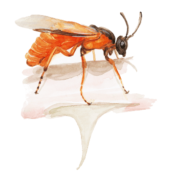 Mouche à scie ou tenthrède Insectes visiteurs des rosiers dessin nature