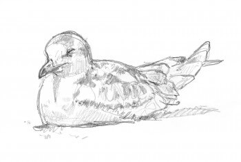 Dessin nature mouette rieuse