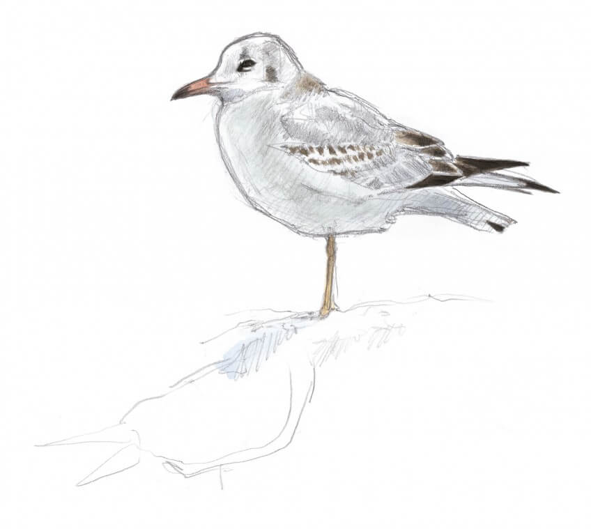 Dessin nature mouette rieuse