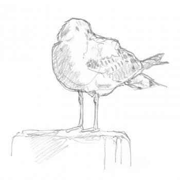 Dessin nature mouette rieuse