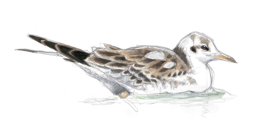 Observez les mouettes pour vous exercer à l'ornithologie