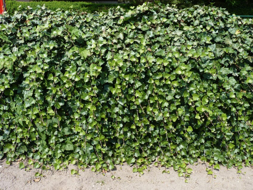 Mur de lierre Mur de lierre Offrez-vous un balcon nature