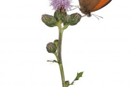 Myrtil (Maniola jurtina) - «Pour éviter tout stress à ce couple de myrtils, j'ai prélevé la plante hôte sur laquelle ils se trouvaient et sur laquelle je les ai croqués. Ils sont extrêmement communs, mais difficiles à capter car très vifs, comme les tristans par exemple. » / © Stéphane Hette