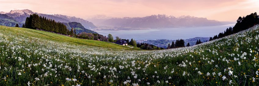 Pléiades, narcisse au pays des merveilles