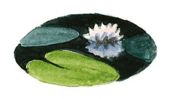 Nénuphar La mare de A à Z