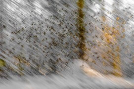 Nuée de pinsons du nord / © Kueffer Matthias