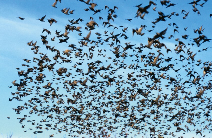 Nuée d'étourneaux