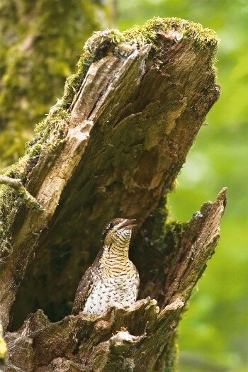 Torcol fourmilier photo