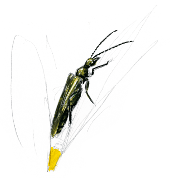 Oedémère Les insectes et la marguerite dessin nature