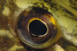 Oeil de brochet / © Michel Lonfat