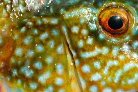 Œil de vieille commune / © Erwan Balança