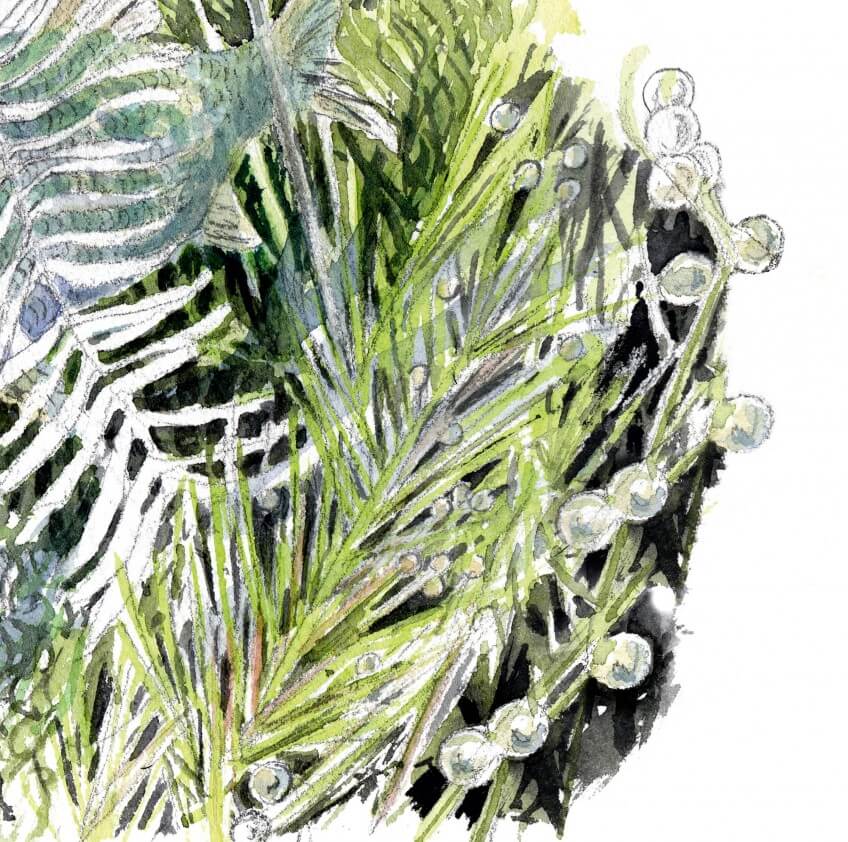 Oeufs de brochet fixés à la végétation Le brochet en 16 infos insolites