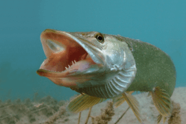 On distingue quelques dents parmi les 700 que possède ce brochet. / © Michel Lonfat