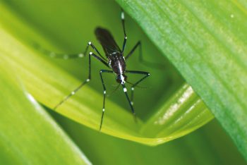 On reconnaît facilement
Aedes albopictus aux zébrures noires et blanches qui lui ont valu son nom de moustique tigre. On reconnaît facilement
Aedes albopictus aux zébrures noires et blanches qui lui ont valu son nom de moustique tigre.