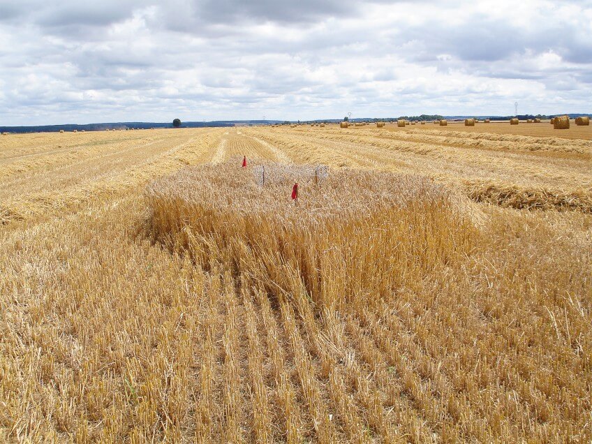 Opération de sauvetage des nichées de busard cendré. photo opération busards cendrés