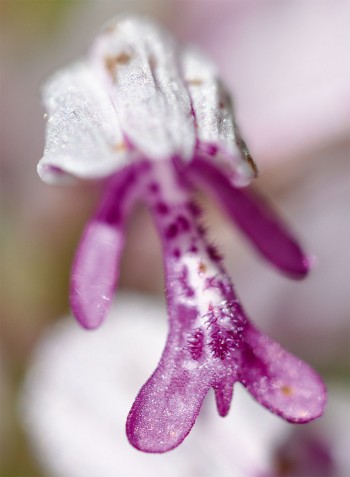 Promenade nature loue